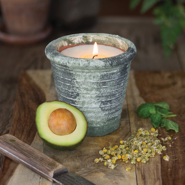 Northern Lights Candles / Herban Garden - Thyme & Parsley